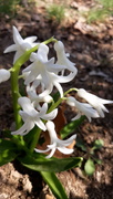 8th Apr 2021 - Hyacinth