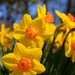 April Flowers by hjbenson