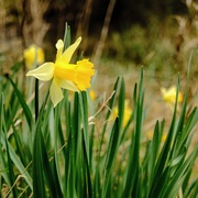 3rd Apr 2021 - Daffodil 3