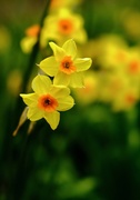 5th Apr 2021 - Daffodil 5