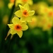 Daffodil 5 by 4rky