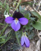 5th Apr 2021 - birdfoot violet