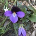 birdfoot violet by wiesnerbeth