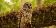 8th Apr 2021 - Another Barred Owl!