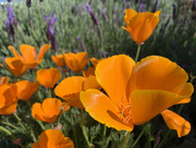 8th Apr 2021 - California poppy