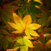 Autumn leaf in the light by maureenpp