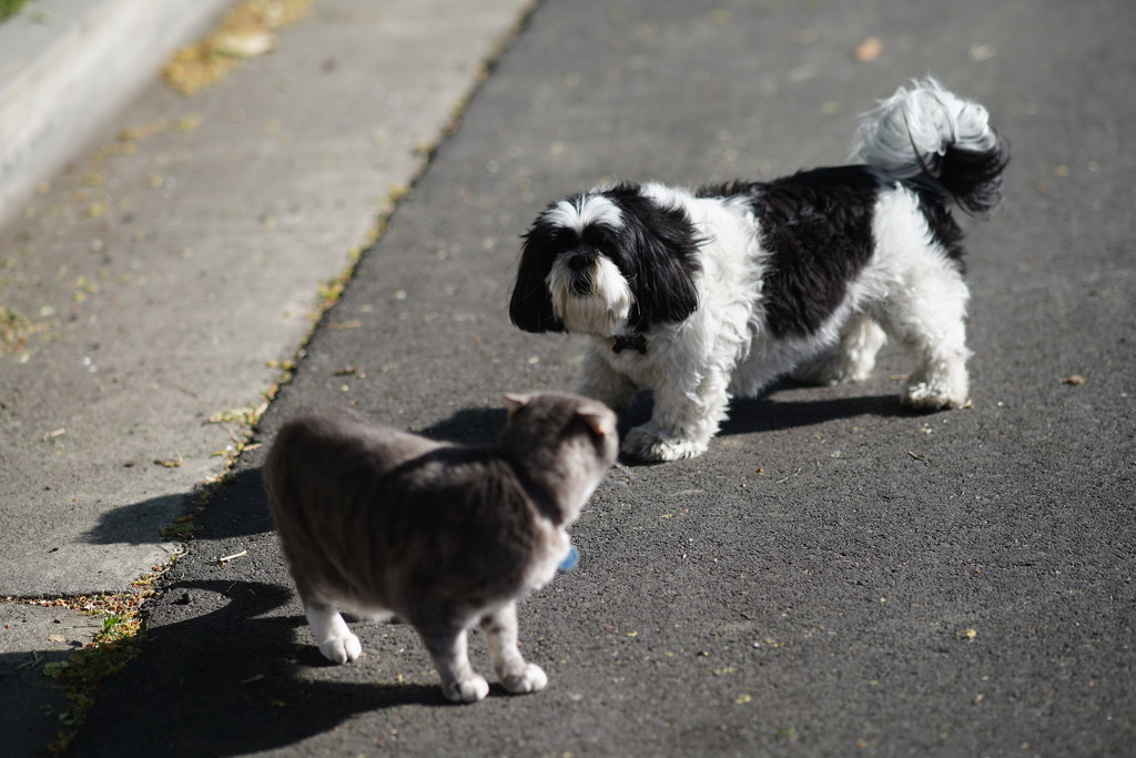 Cat dog stare-off by acolyte