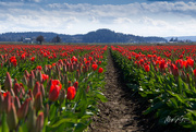 8th Apr 2021 - ~Tulip Fields~