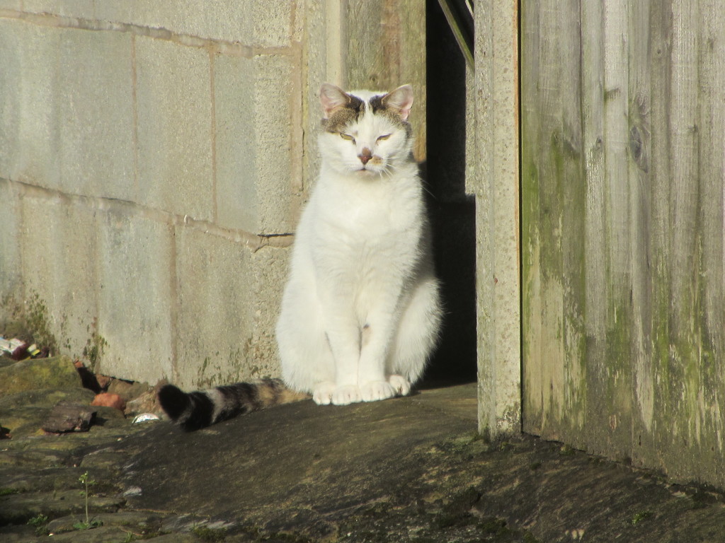 A neighbourhood cat enjoying morning sunshine. by grace55