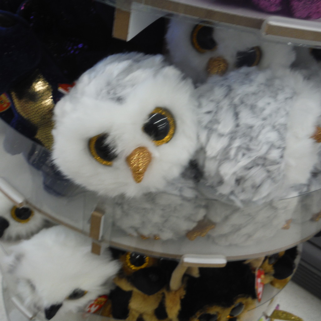 Owls #1:  Fluffy Owl by spanishliz