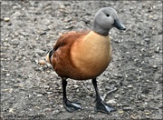 9th Apr 2021 - Danish Camp duck