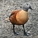Danish Camp duck by rosiekind