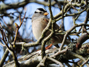9th Apr 2021 - White-Crowned Sparrow