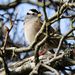 White-Crowned Sparrow by seattlite