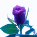 Purple rose by elisasaeter