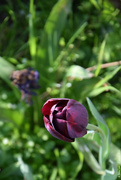 4th Apr 2021 - black tulip