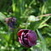 black tulip by parisouailleurs