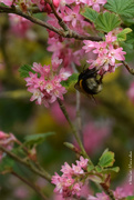 7th Apr 2021 - bumblebee butt