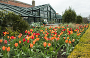 9th Apr 2021 - Tulips at Wimpole Hall
