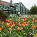 Tulips at Wimpole Hall by busylady