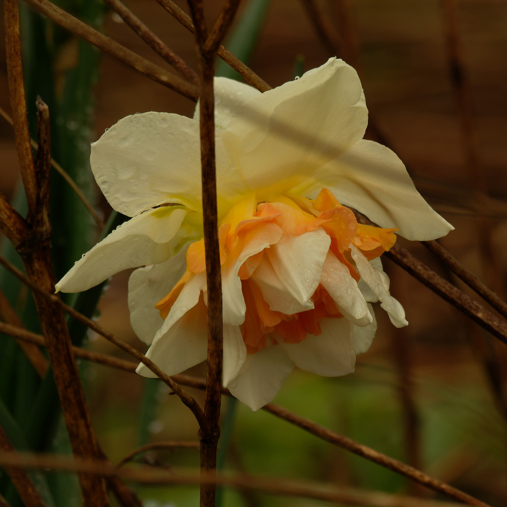 daffodil by rminer