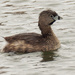 pied-billed grebe  by rminer