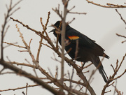 9th Apr 2021 - red-winged blackbird