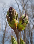 9th Apr 2021 - 4-9-21 lilacs are coming!
