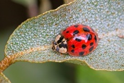 9th Apr 2021 - LHG-8363- Ladybug 