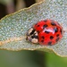 LHG-8363- Ladybug  by rontu
