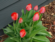 8th Apr 2021 - Tulips 