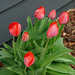 Tulips  by larrysphotos