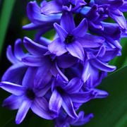 9th Apr 2021 - The Sweet Smell of a Hyacinth