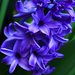 The Sweet Smell of a Hyacinth by milaniet
