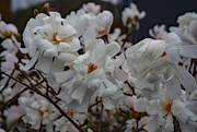 8th Apr 2021 - White flowers