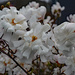 White flowers by larrysphotos