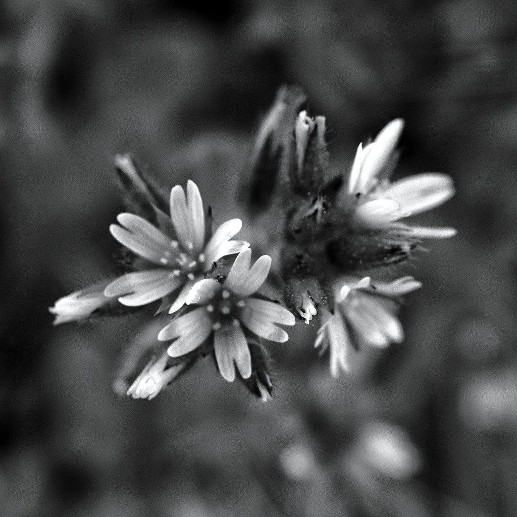 Tiny Tiny White Flowers by milaniet