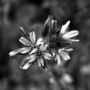 9th Apr 2021 - Tiny Tiny White Flowers