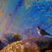 Dove on a Rock by ryan161