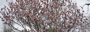 9th Apr 2021 - Tulip tree 