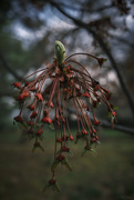 9th Apr 2021 - Red Oak Blossom....