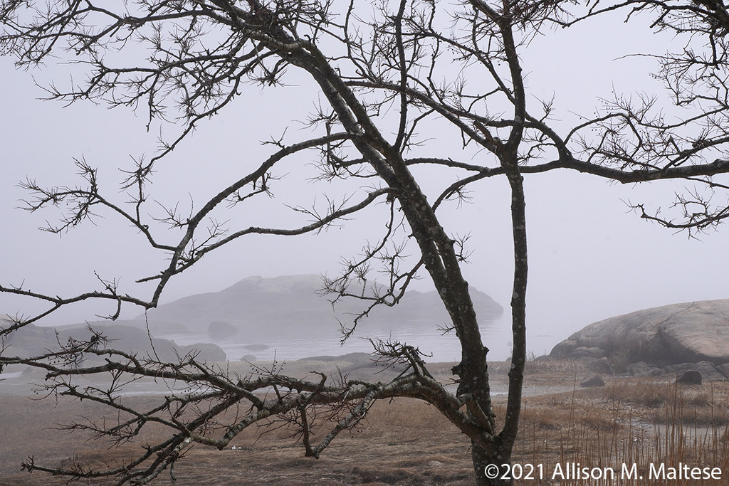 Foggy Coast by falcon11