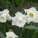 White Daffodils by snoopybooboo
