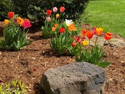 9th Apr 2021 - Franny's tulips