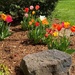 Franny's tulips by tunia