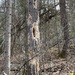 Woodpeckers are making this tree their Own by radiogirl