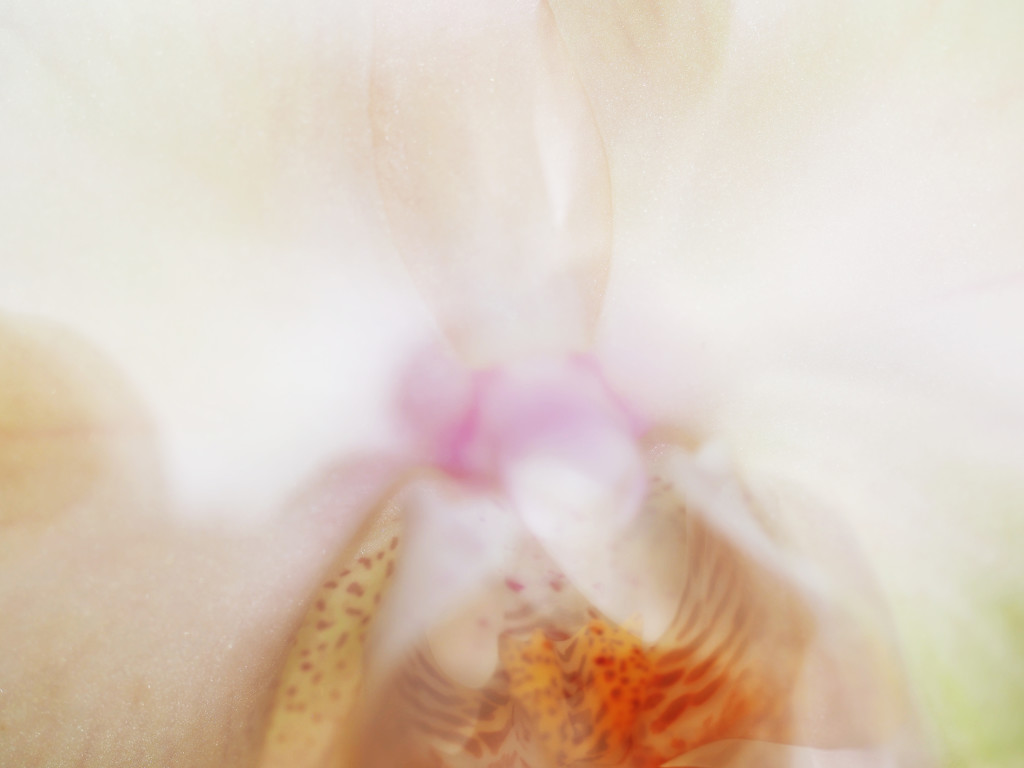Orchids in Layers by tosee