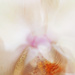 Orchids in Layers by tosee
