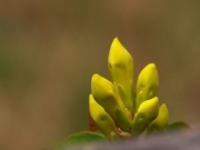 10th Apr 2021 - Carolina wild jasmine buds...