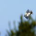 Yellow Rumped Warbler In Flight by jgpittenger